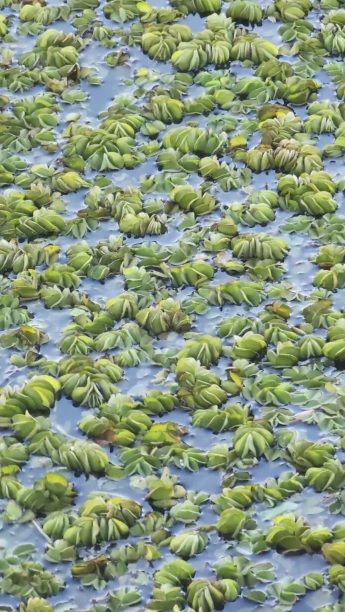 EAYT PLANTAS ACUATICAS DIA 1 DE MAYO 4 2026.jpg